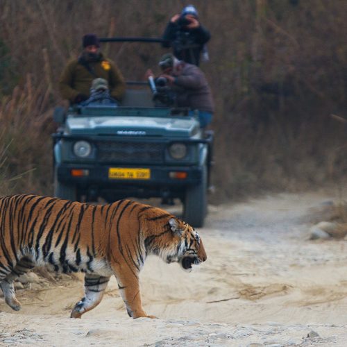 Filming_of_Bengal_Tiger_in_Jim_Corbett_National_Park