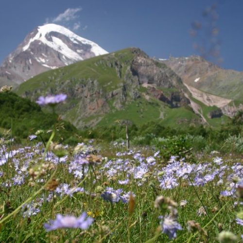 Flowers_in_Kazbegi_(1)